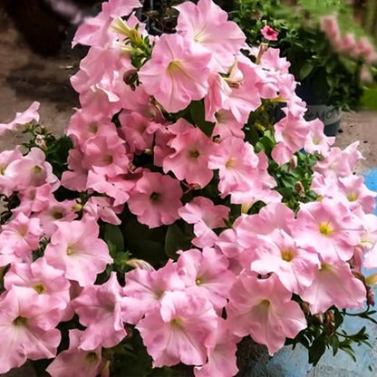 Petunia Seeds - Porcelain Pink