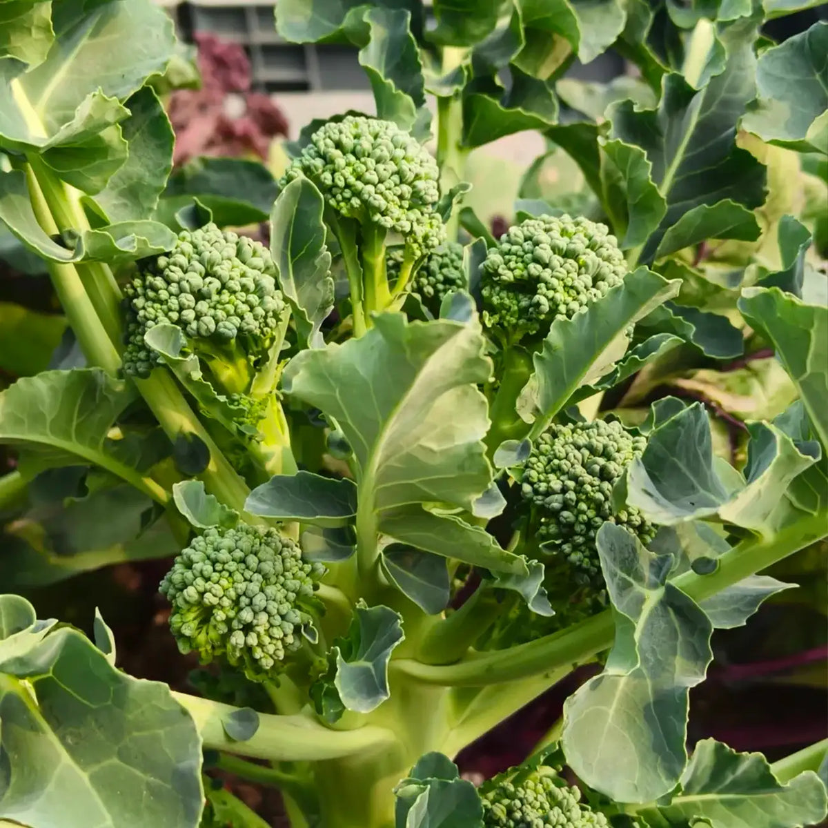 Aspabroc Hybrid Broccoli Seeds
