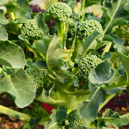 Aspabroc Hybrid Broccoli Seeds