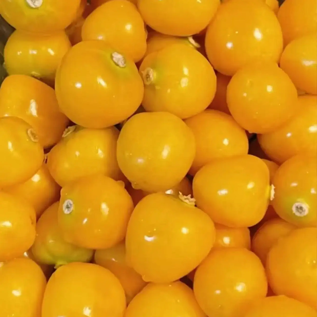 Aunt Molly's Ground Cherry Organic Seeds