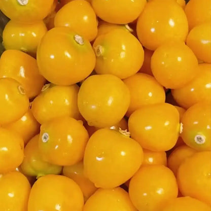 Aunt Molly's Ground Cherry Organic Seeds