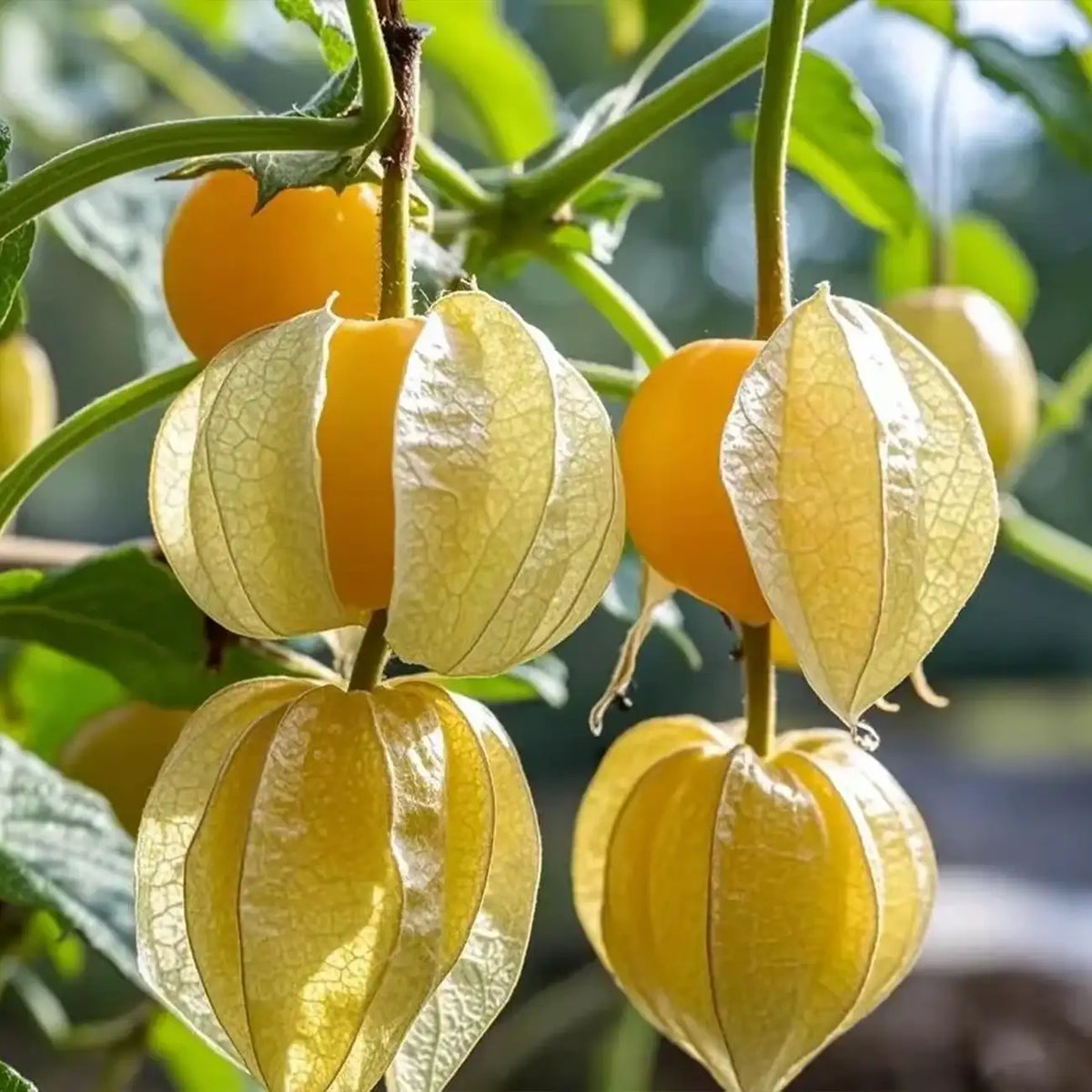 Aunt Molly's Ground Cherry Organic Seeds
