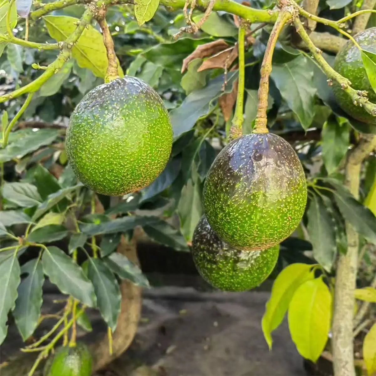 Avocado Seeds
