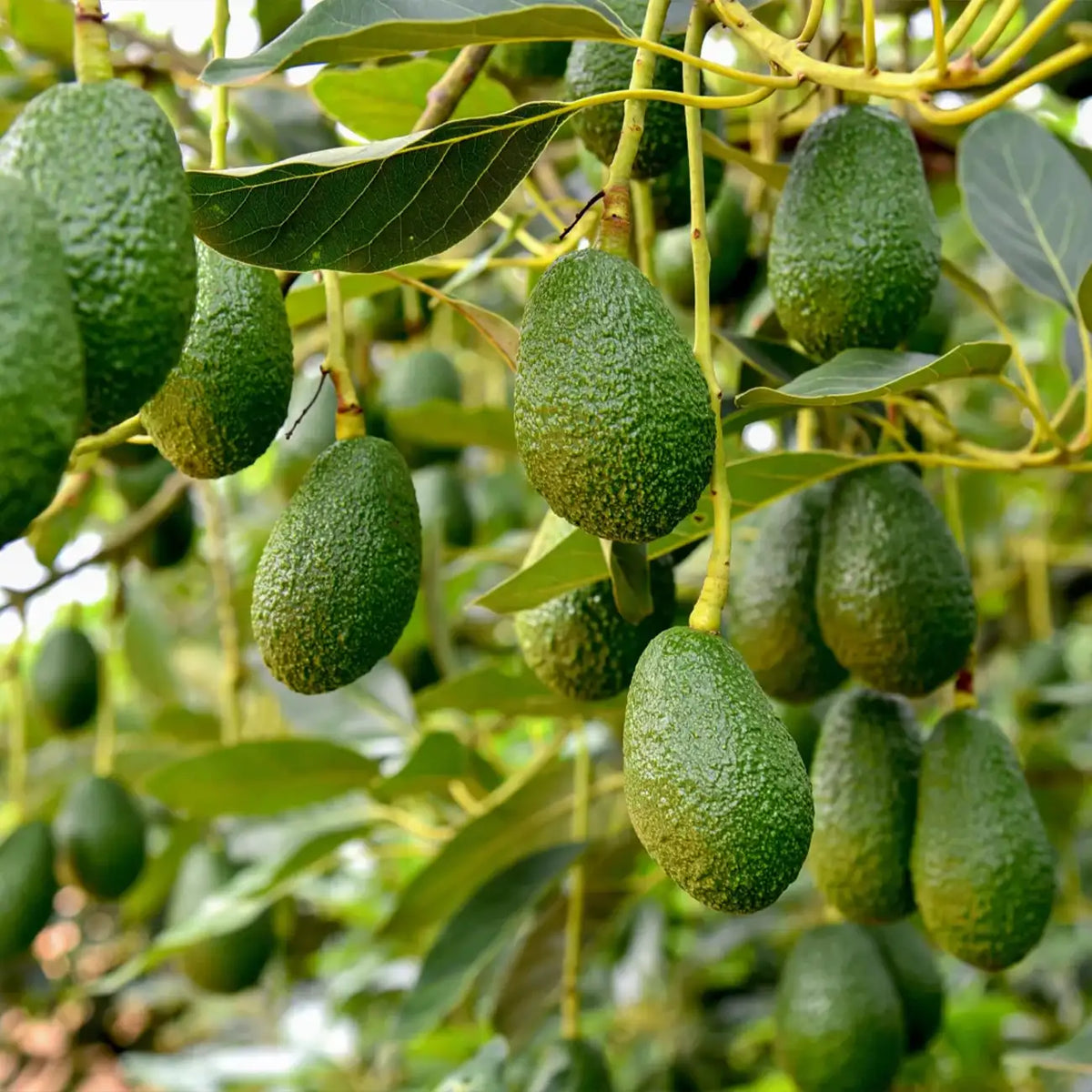 Avocado Seeds