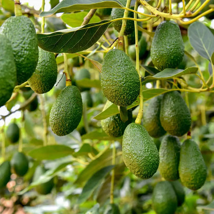 Avocado Seeds