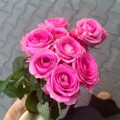 Awakening Rose Seeds