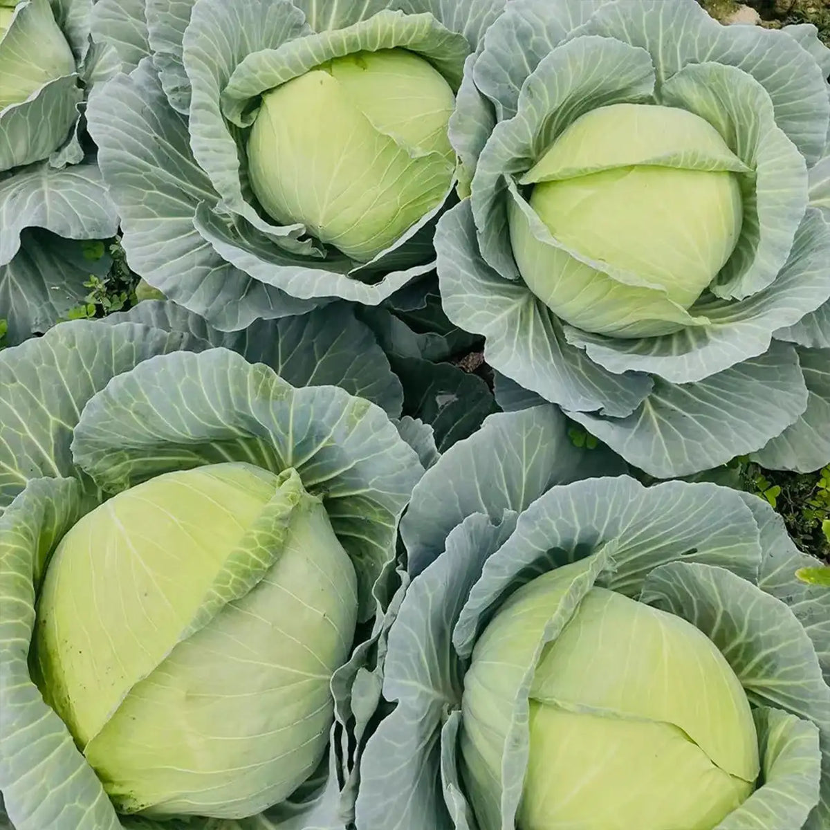 Baby Cabbage Seeds