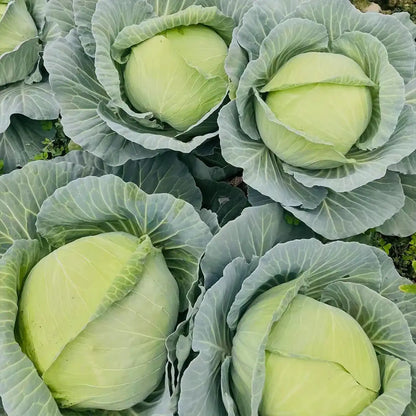 Baby Cabbage Seeds