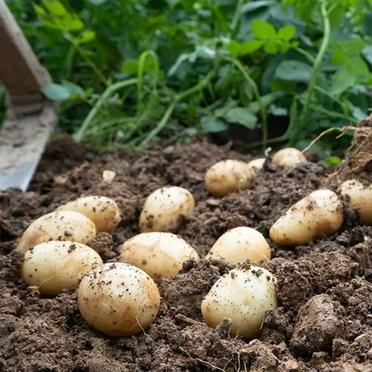 Baby Potato Seeds