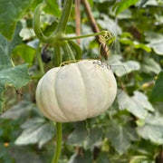 Baby Pumpkins Seeds-Baby Boo White Pumpkin