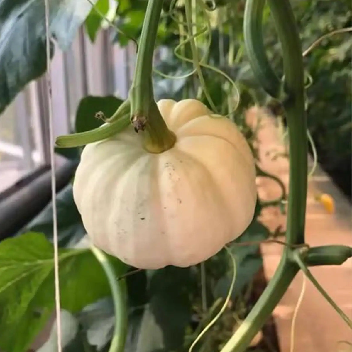 Baby Pumpkins Seeds-Baby Boo White Pumpkin