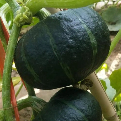 Baby Pumpkins Seeds-Dark Green Striped Baby Pumpkin