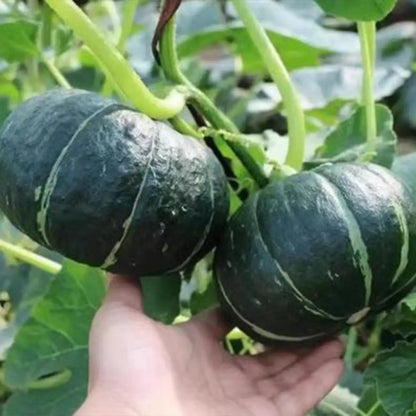 Baby Pumpkins Seeds-Dark Green Striped Baby Pumpkin
