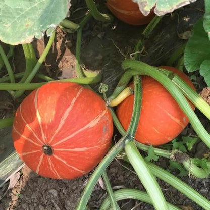 Baby Pumpkins Seeds