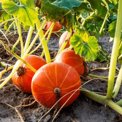 Baby Pumpkins Seeds