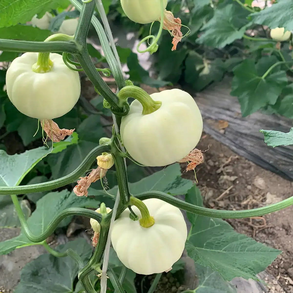 Baby Pumpkins Seeds-Baby Boo White Pumpkin