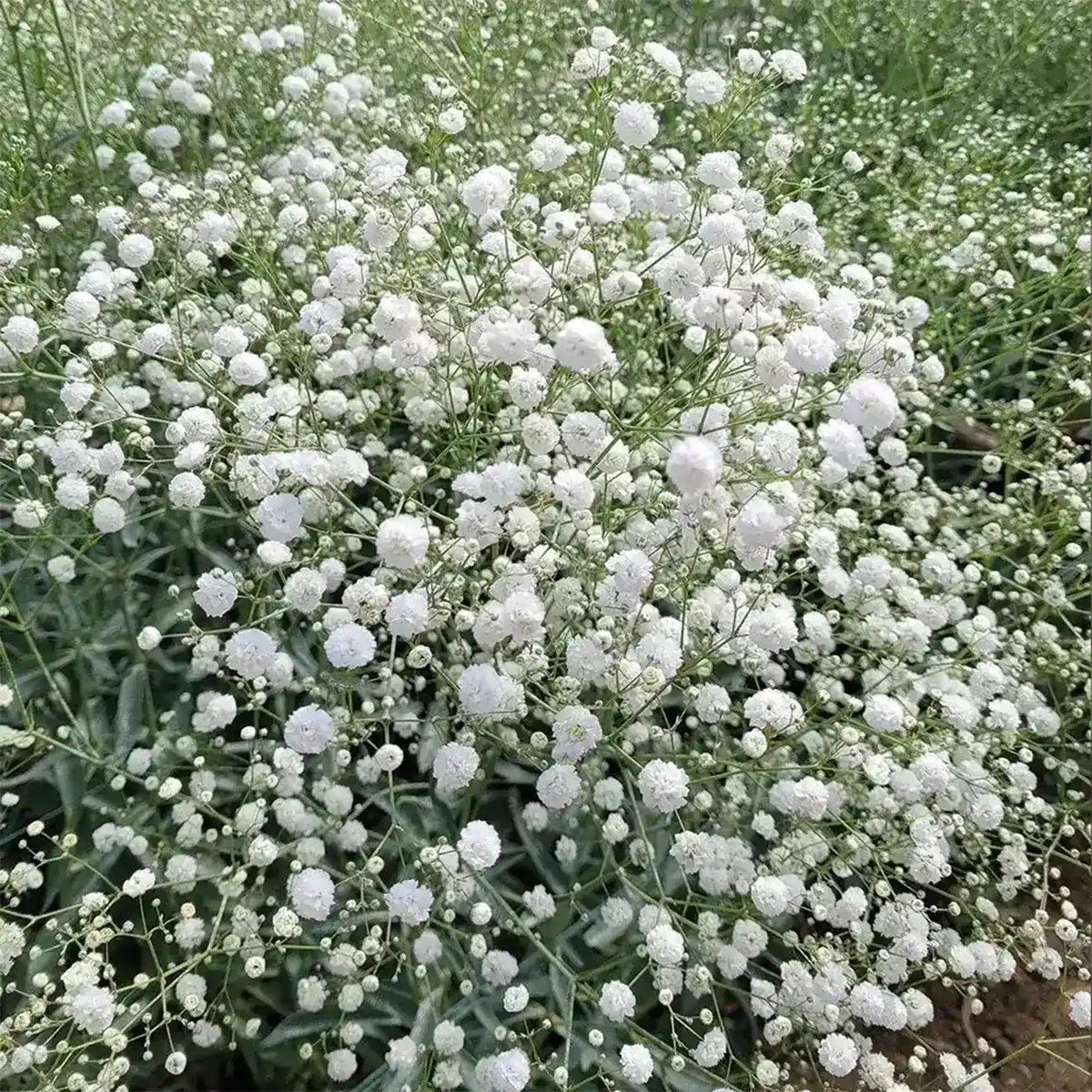Baby’s Breath Seeds