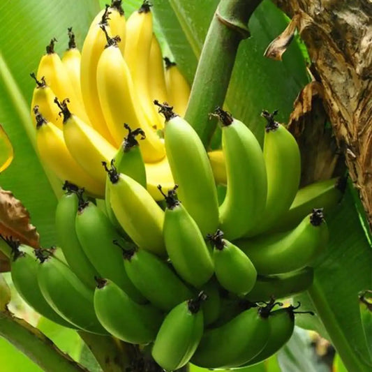 Banana Tree Seed Tropical Plant Delicious Sweet Fruit Non-GMO Gardening