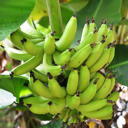 Banana Tree Seed Tropical Plant Delicious Sweet Fruit Non-GMO Gardening