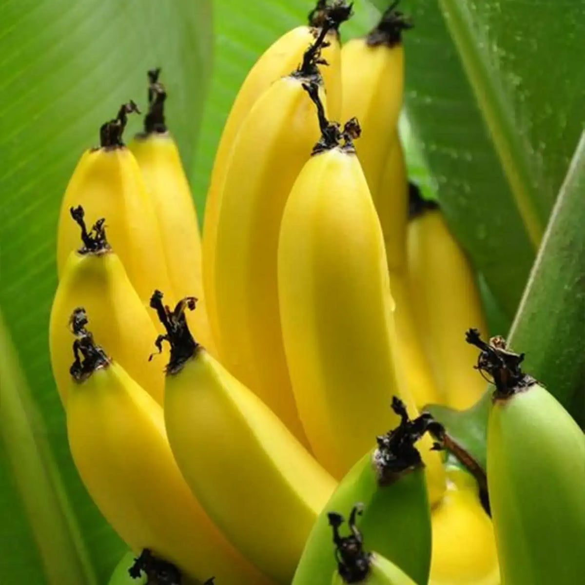 Banana Tree Seed Tropical Plant Delicious Sweet Fruit Non-GMO Gardening