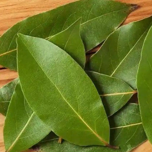 Bay Laurel
