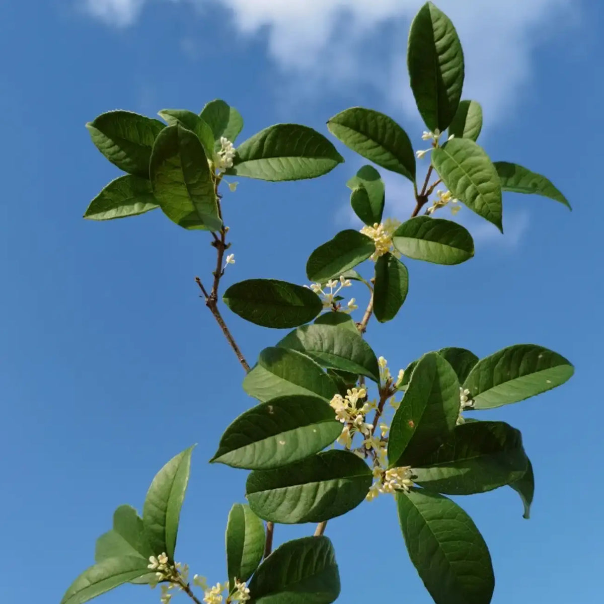 Bay Laurel