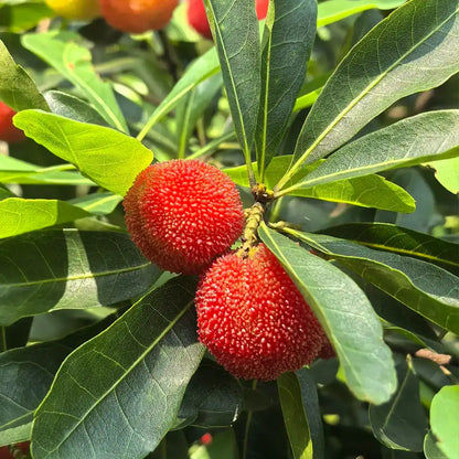 Bayberry Seeds