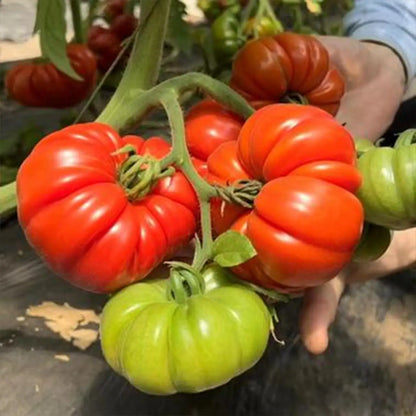 Beefsteak Tomato Seeds