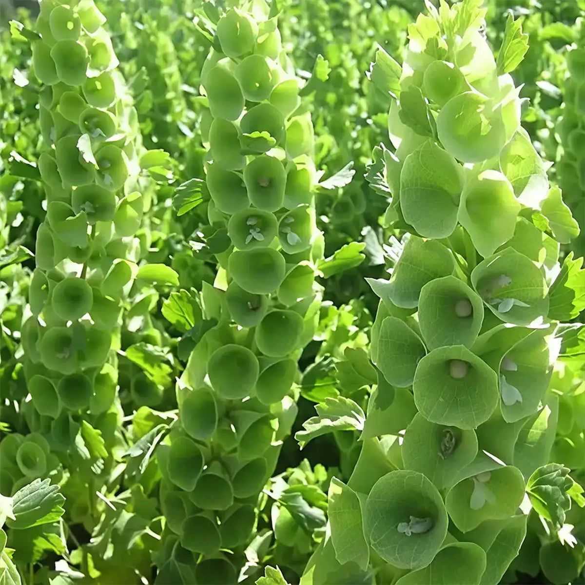 Bells of Ireland Seeds