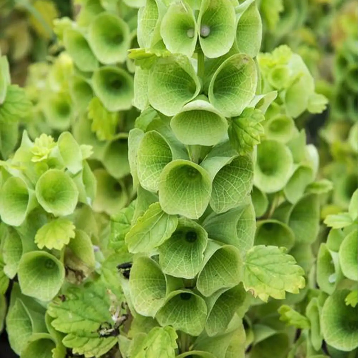Bells of Ireland Seeds