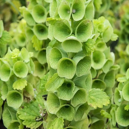 Bells of Ireland Seeds