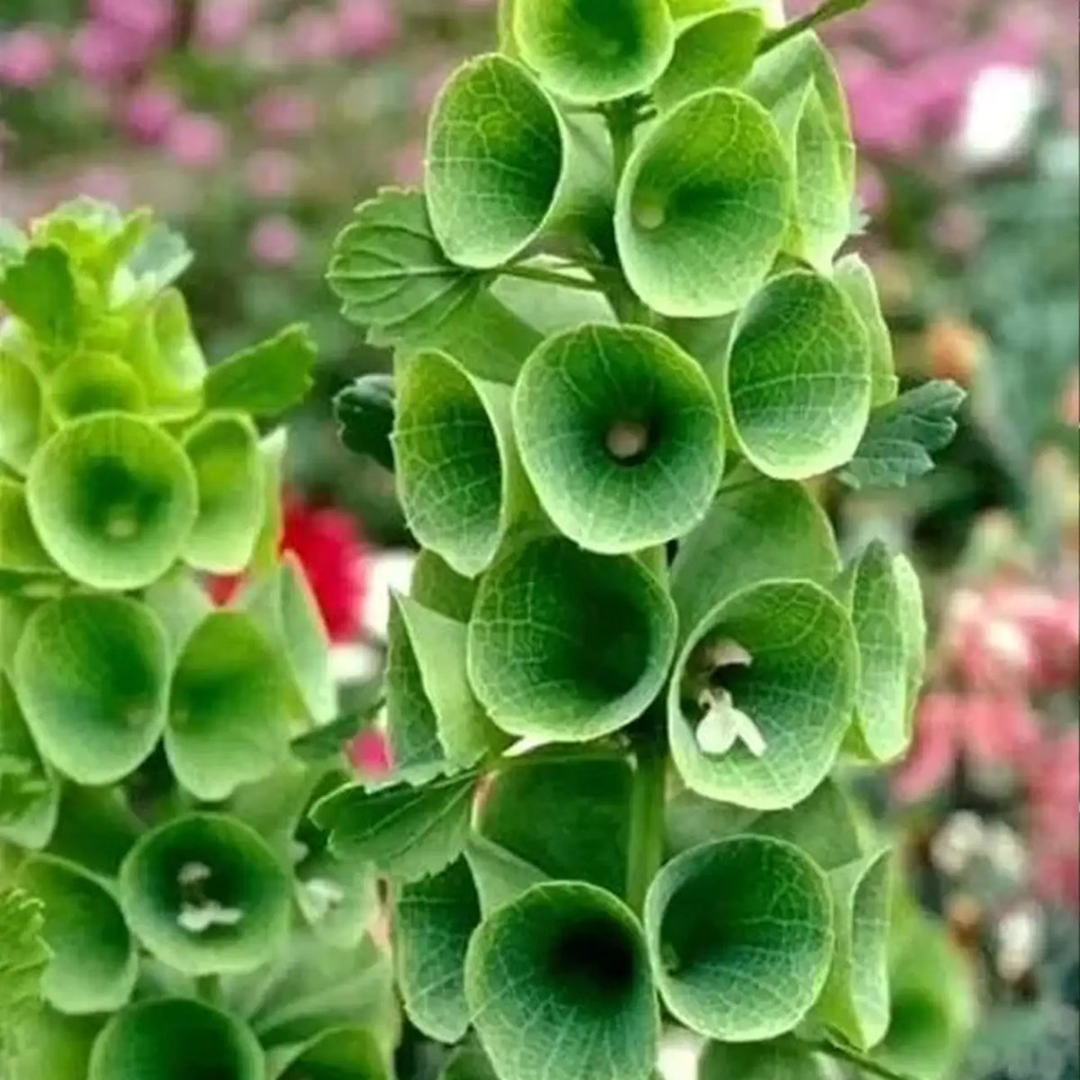 Bells of Ireland Seeds