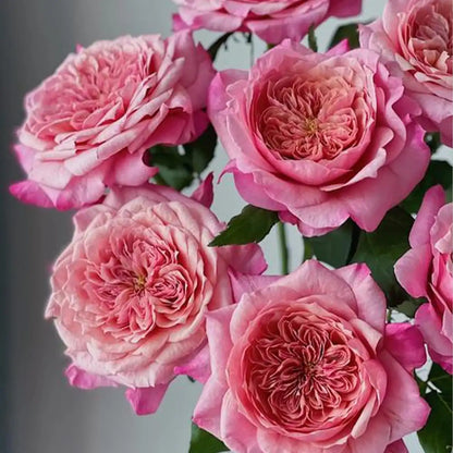 Best Friend Rose Seeds