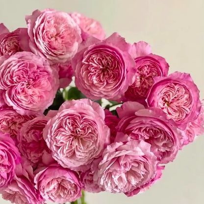 Best Friend Rose Seeds