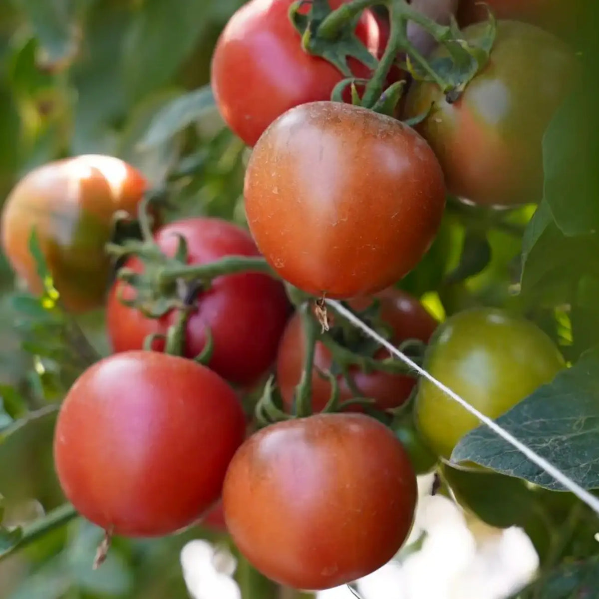 Better Boy Plus Hybrid Tomato Seeds