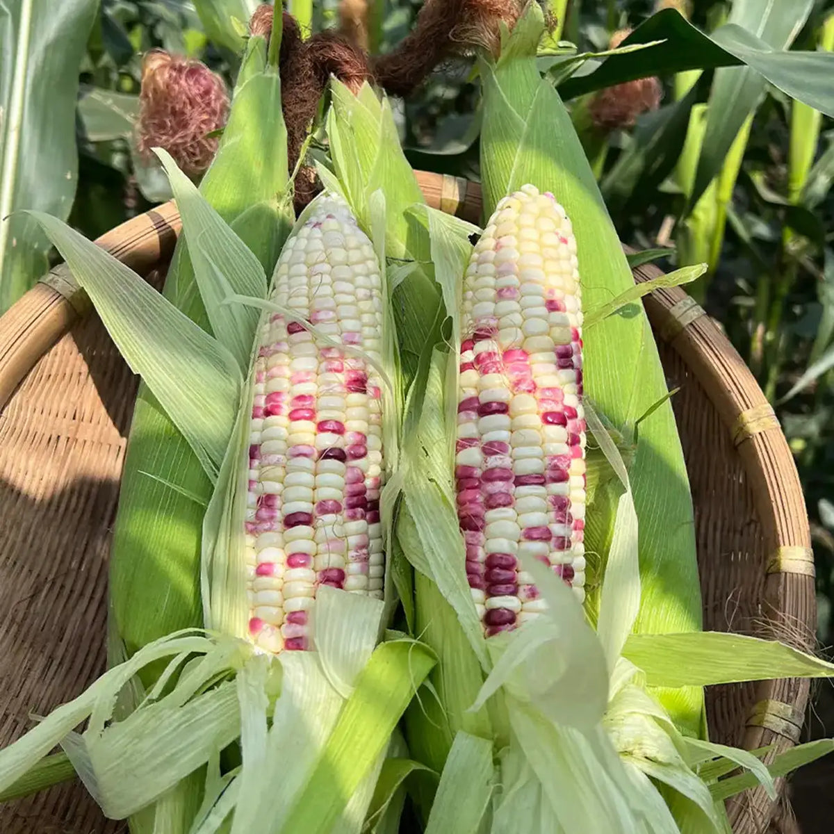 Bicolor Corn Seeds