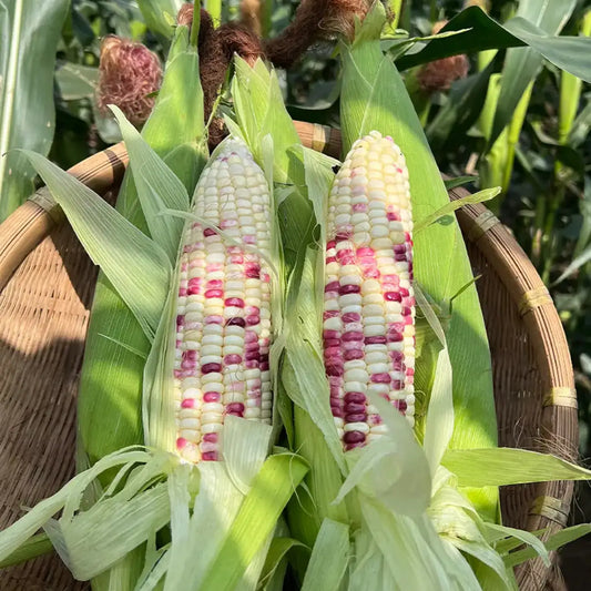 Bicolor Corn Seeds