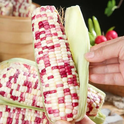 Bicolor Corn Seeds