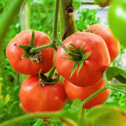 Big Beef Hybrid Tomato Seeds