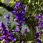 Big Blue Salvia Seeds