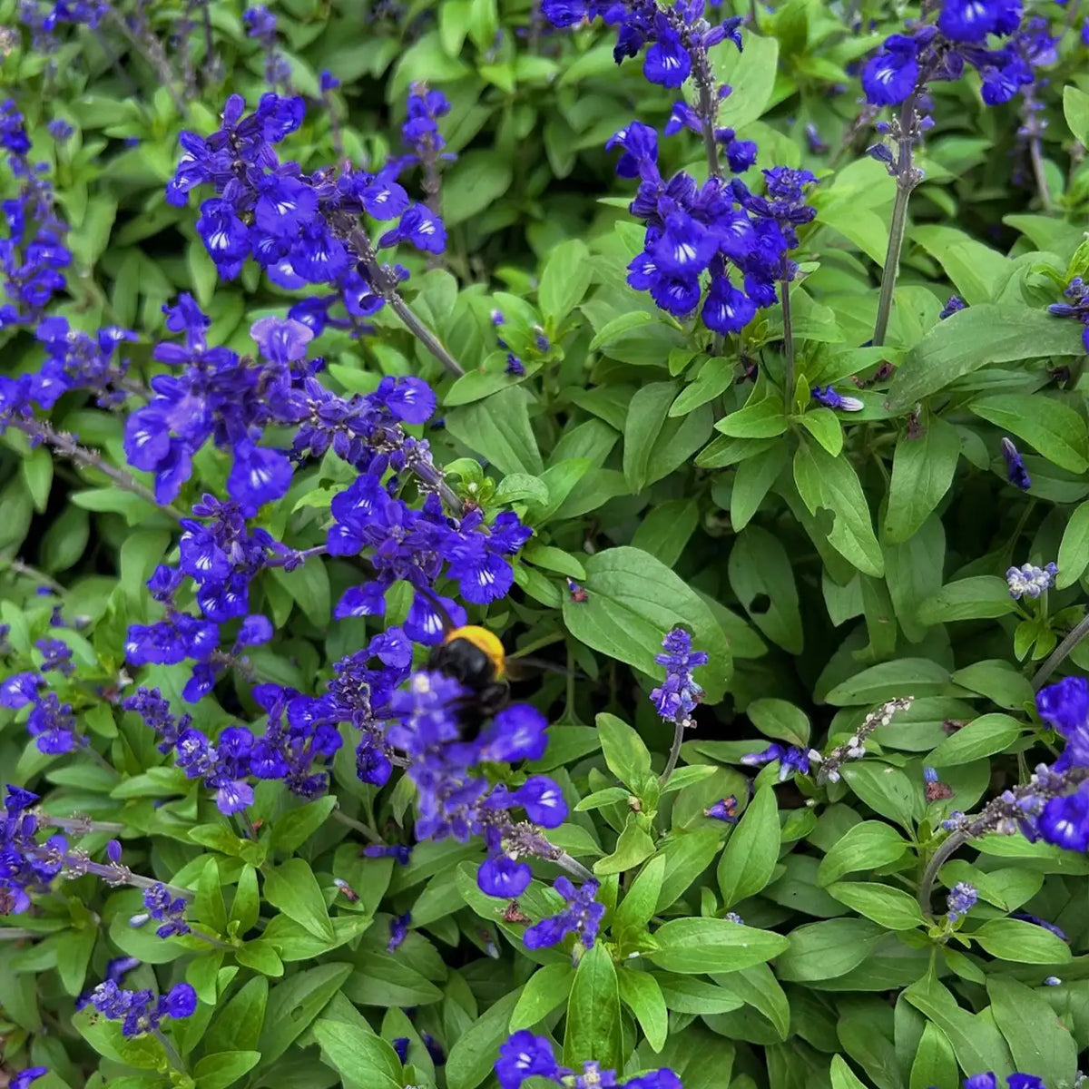 Big Blue Salvia Seeds