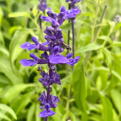 Big Blue Salvia Seeds