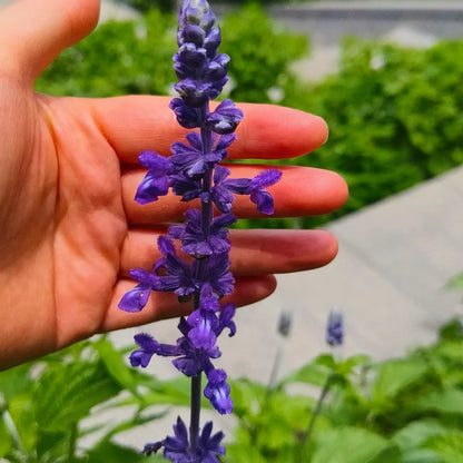 Big Blue Salvia Seeds