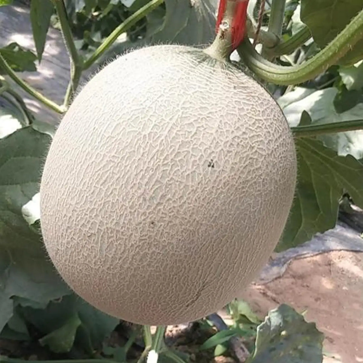 Bit O' Gold Hybrid Cantaloupe Seeds