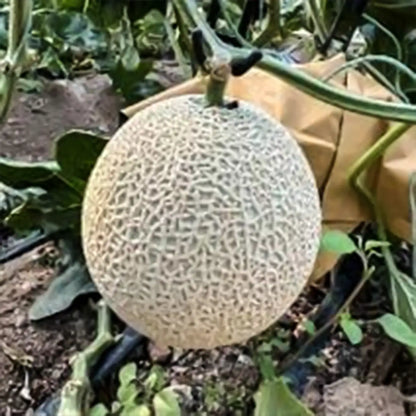 Bit O' Gold Hybrid Cantaloupe Seeds