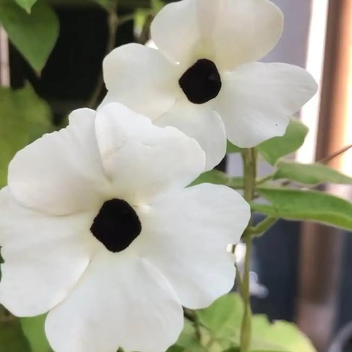Thunbergia Seeds - White Black-Eyed Susan Vine