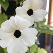 Thunbergia Seeds - White Black-Eyed Susan Vine