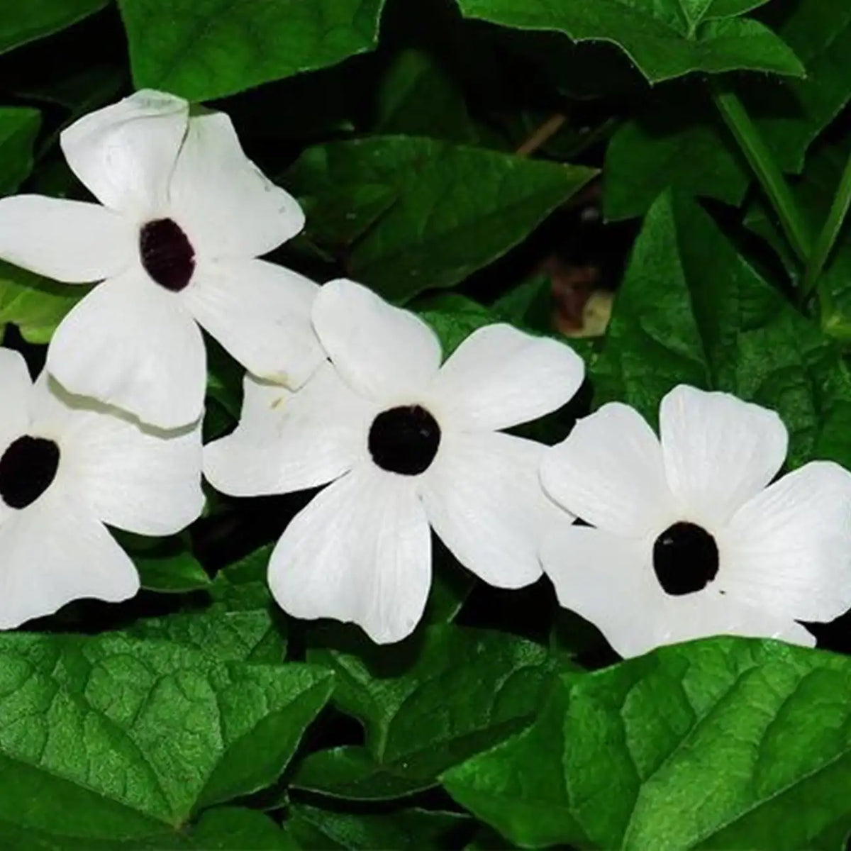 Thunbergia Seeds - White Black-Eyed Susan Vine