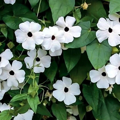 Thunbergia Seeds - White Black-Eyed Susan Vine
