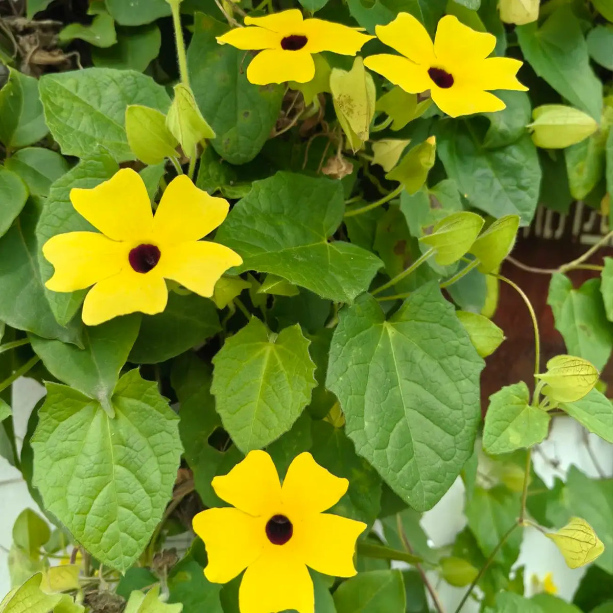 Black-Eyed Susan Vine Seeds